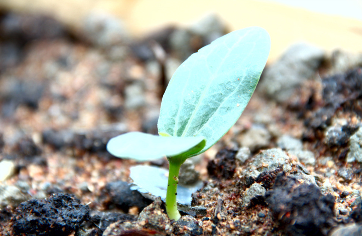 ���ϙz�y(c��)�x